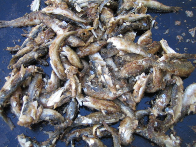 Paistetut muikut