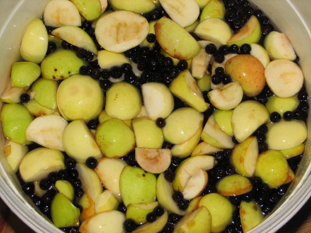 Aronia-Omena Kotiviini
