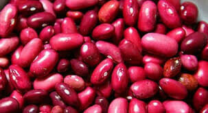 Papugulassi
