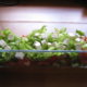 Raikas kesäkurpitsainen salaatti