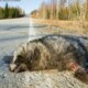 Jykän roadkill